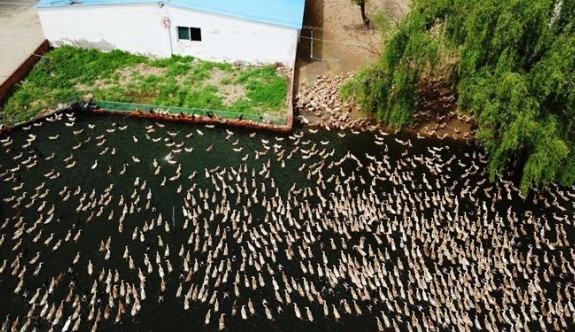 Çekirge istilasına karşı 100 bin ördek
