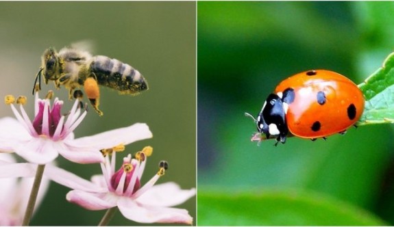 Doğanın dengesini korumak için öldürmemeniz gereken 10 böcek