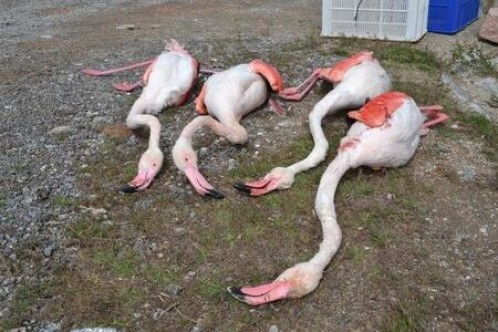 Kurşun zehirlenmesinden 77 flamingonun telef oldu