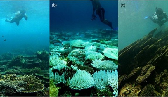 Mercan resifleri 2100'ü görmeyecek