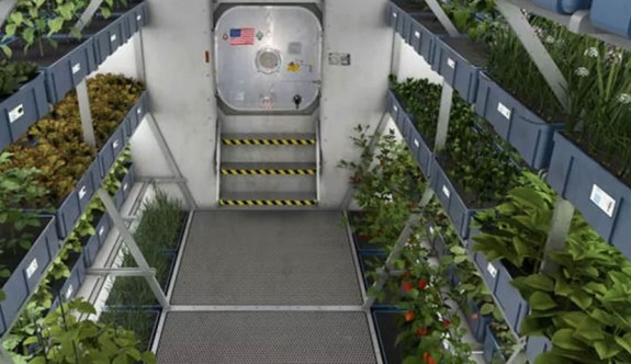 Nasa uzay istasyonunda sebze yetiştirdiler