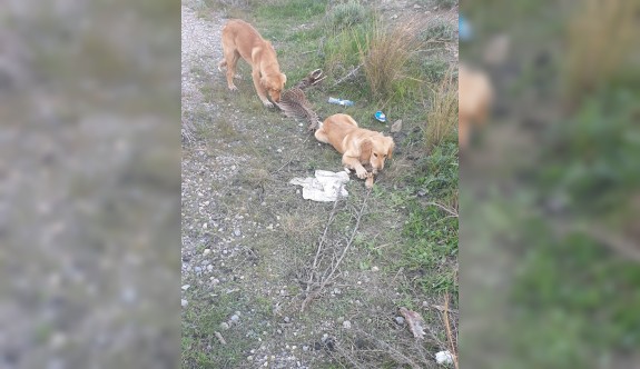 Terkedilmiş 30’a yakın köpek kurtarıldı