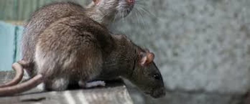 ABD'yi coronadan sonra fareler de tehdit ediyor