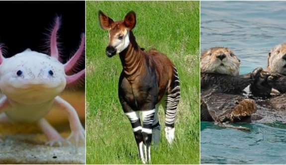 Hayvanlarla İlgili Muhtemelen Bilmediğiniz 16 Şaşırtıcı Bilgi