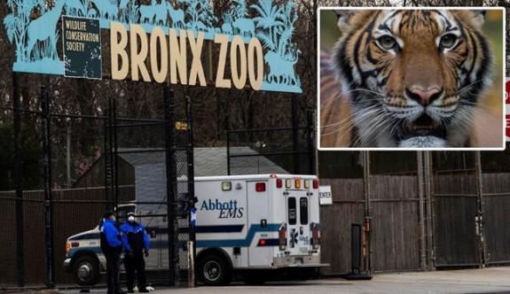 New York'ta hayvanat bahçesindeki kaplan Nadia'da Corona virüs çıktı