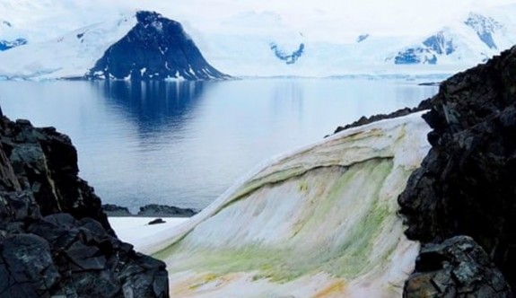 Antartika'daki eriyen yüzey yosun örtüleriyle kaplanıyor