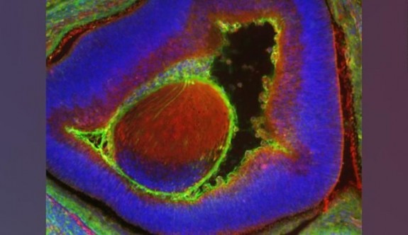 Bilim insanları kısmen insan hücresinden oluşan bir fare embriyosu oluşturdu