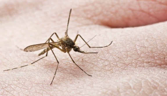 ABD’yi milyonlarca mutant sivrisinek istila edecek