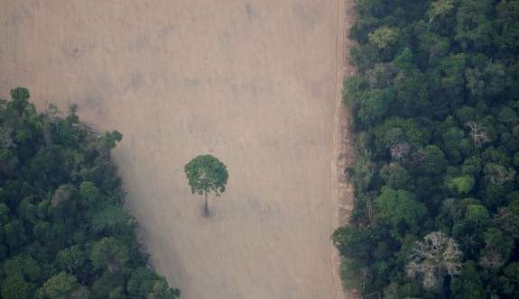 Amazon'daki ormansızlaşma salgın döneminde artış gösterdi