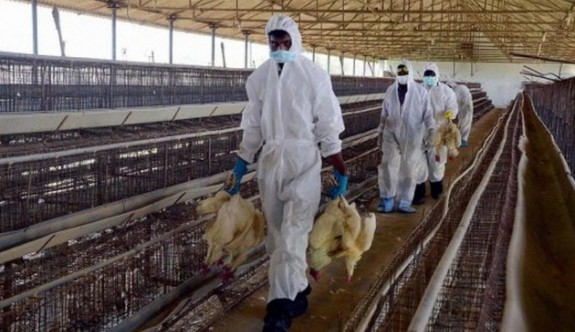Bulgaristan'da şimdide H5N8 salgını patlak verdi