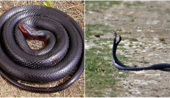 Ekolojik denge koruyucusu kara yılanlar