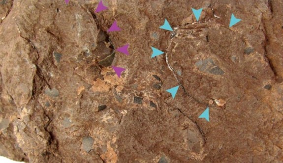 Japonya'da dünyanın en küçük dinozor yumurtası fosili bulundu