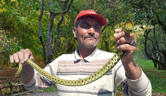 Yılan avcısı: Metresi 300 liraya eliyle yılan yakalıyor