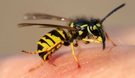 Arı sokmasına ne iyi gelir? Arı sokmasında alerji belirtileri nelerdir?