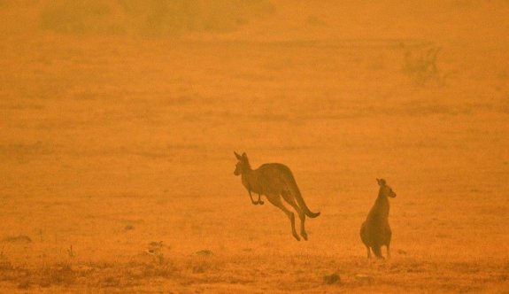 Avustralya'daki yangınlar 3 milyar hayvanı etkiledi