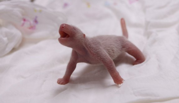Güney Kore’de dev panda dişi bir yavru doğurdu