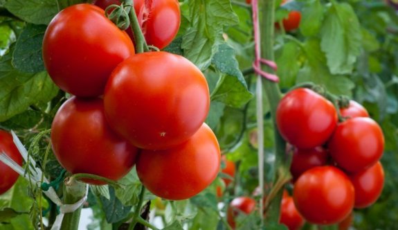 47 üründen sadece domateste limitüstü kalıntı