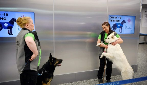 Koronavirüsü tespit eden köpekler göreve başladı