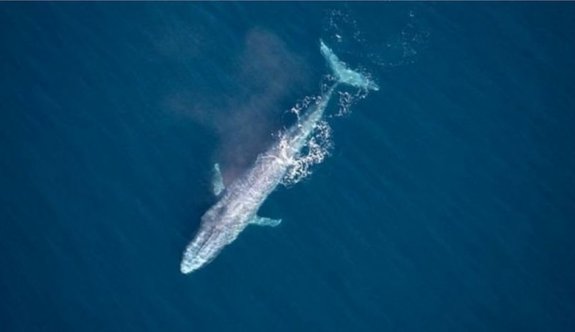 Mavi balina, Sydney açıklarında 100 yılda 3. kez görüldü