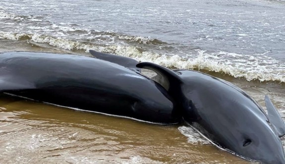 Sığ sularda mahsur kalan 90 balina öldü
