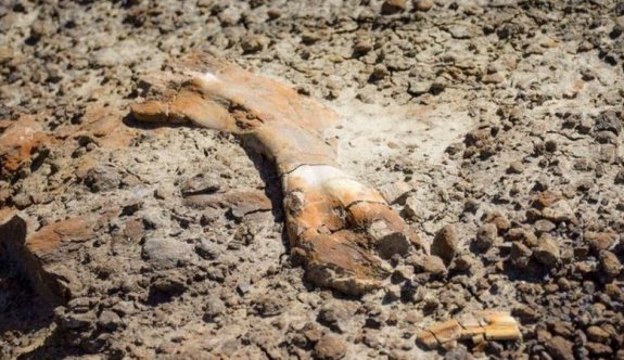 12 yaşındaki çocuk 69 milyon yıllık dinozor fosili buldu