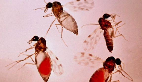 Adana'da 'kör eden' sinek tehlikesi