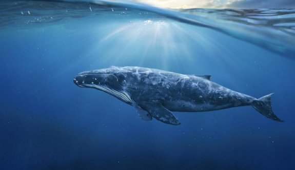 Dünyanın En Büyük Hayvanı Olan Mavi Balina Hakkında Her Şey