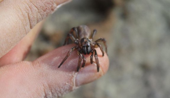 Kıbrıs’a özgü bir örümcek daha keşfedildi