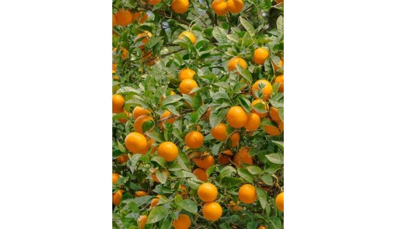“Cypfruvex”  Valensiya portakalın alış fiyatını açıkladı