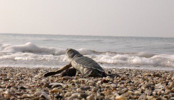 DAÜ-SAGM 11 bin deniz kaplumbağası yavrusunu denizle buluşturdu