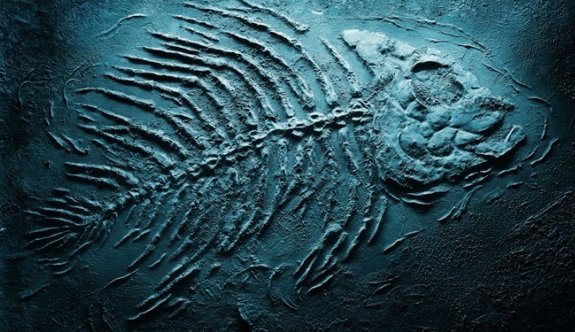 93 milyon yıllık köpek balığı fosili keşfedildi