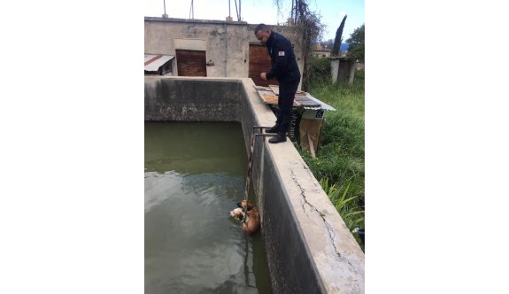Havuza düşen köpekleri zabıta kurtardı