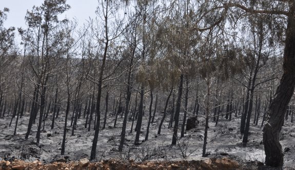Üç büyük yangında, 13 bin 653 hektar orman yandı