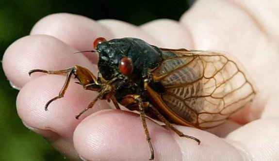 ABD’de Cicadas istilası: 17 yıl sonra geri dönüyorlar