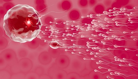 BioNTech - Pfizer aşısı spermlere zarar vermiyor