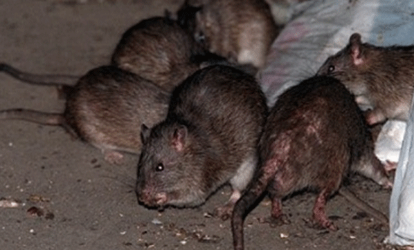 Nar üreticileri ova farelerinden illallah çekiyor