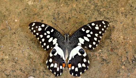 Kıbrıs’ın 54’üncü kelebeği: “Nusaybin Güzeli"