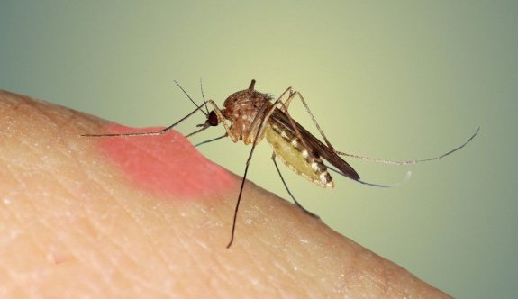 Sivrisinekler can yakmaya devam ediyor