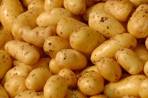 Sofralık patates satışları devam ediyor