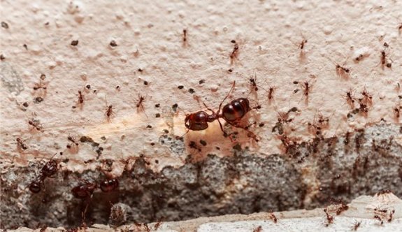 Sivrisinekler ve karıncalar perişan ediyor