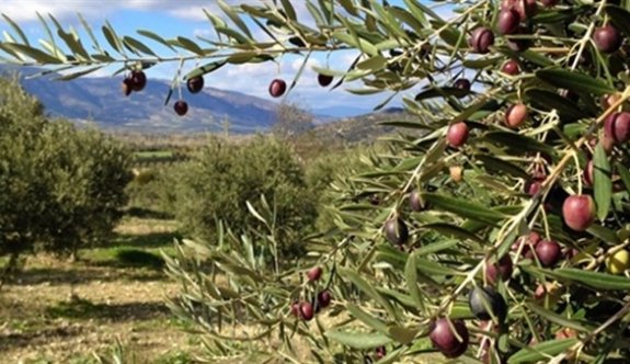 Paşaköy Çiftliğinde bulunan 33 dönüm zeytinler ihale ediliyor