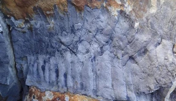 Dünyanın en büyük kırkayak fosili bulundu