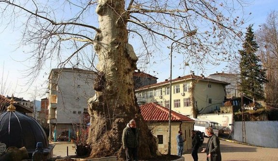 500 yıllık ağaç, mahallenin sembolü oldu