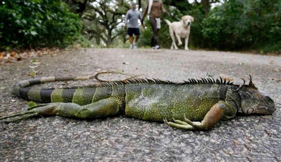 Florida'da sıradışı soğuk uyarısı: Kafanıza iguana düşebilir