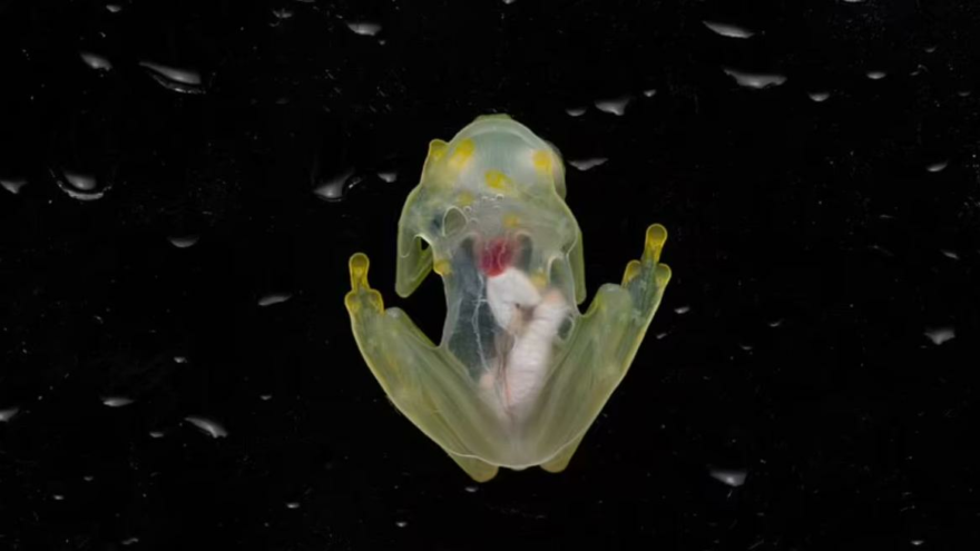 Ekvador'da iç organları görünen iki cam kurbağa türü keşfedildi