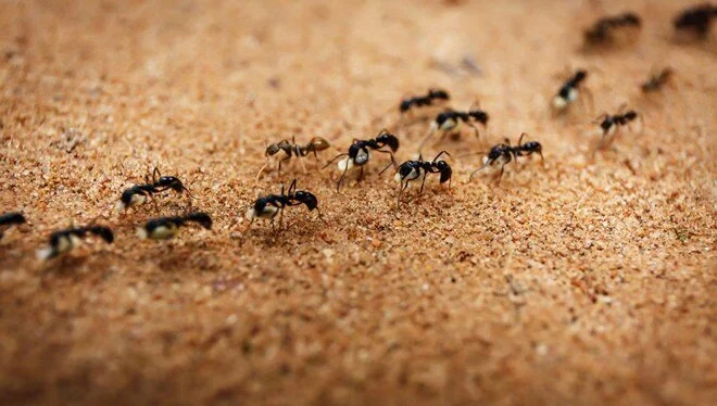 Kanser teşhisinde karınca umudu