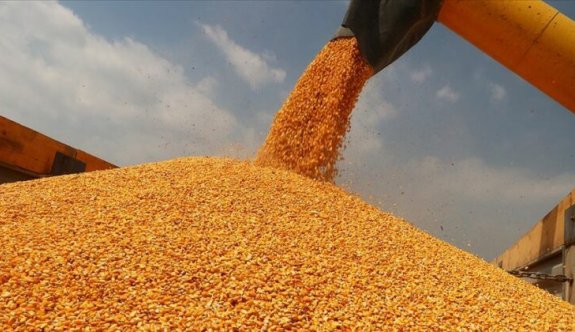 Güney'de ithal edilen 20 ton mısırda aflatoksin maddesi bulundu