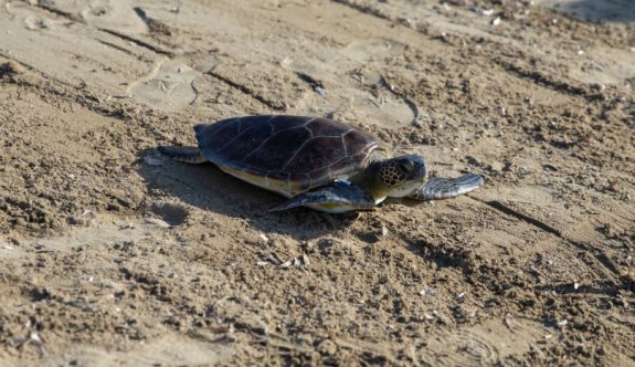 Meritta Deniz Kaplumbağaları Rehabilitasyon Merkezi'nden, 'sahillerde dikkatli olun' çağrısı