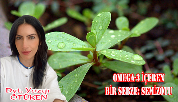 Omega-3 içeren bir sebze: Semizotu