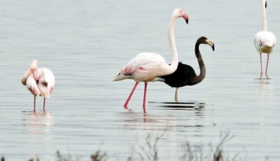 Nadir görülen siyah flamingo Ağrotur tuz gölüne yeniden geldi